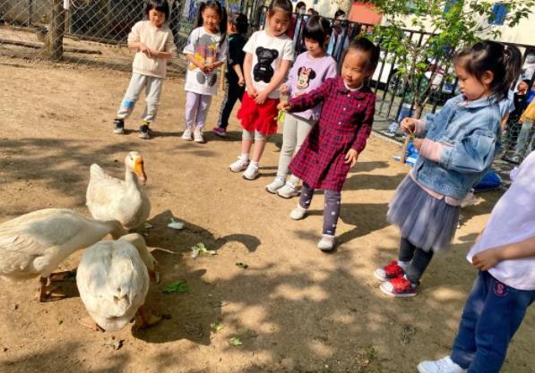 來看看北京海淀區(qū)尚麗外國語學(xué)校動物園里的大白鵝~